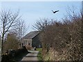 A startled pheasant near Bryn Engan chapel