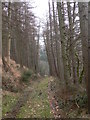 Steep descent through the woods to Nant Bwlch-y-Gwynt