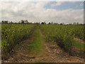 Blackcurrant Rows near Heppington Stable House