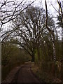 Tree by bridleway near Borough Farm