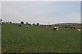 Field south of Ty-newydd farm