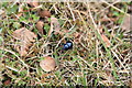 NM7234 : Beetle on roadside verge by Michael Jagger