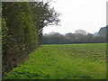 Field boundary by Staplehurst farm