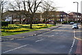 Daffodils on Greenside Lane