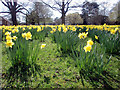 Daffodils in Trent Park, London N14