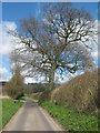 Oak Tree on Watery Lane