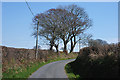 Trees on the corner