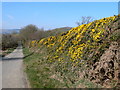 Gorse in bloom