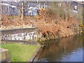 Canal Geese