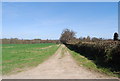 Track by a hedge near Little Glassenbury