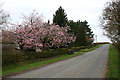 Cherry Blossom and Daffodils near Lane End Farm