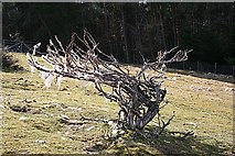 NJ4511 : A Wool Tree by Anne Burgess