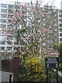 Magnolia and block of flats