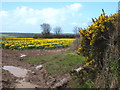 Gorse and daffodils at Quoit Farm