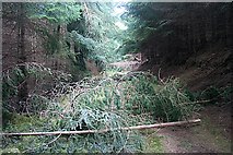 NJ4319 : Fallen Trees by Anne Burgess