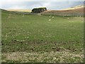 Hillside grazing in the Caddon valley