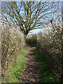 Footpath, Sunningdale