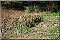 Coppiced tree, Maypole Lane