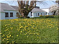 Spring dandelions in old Hall Gardens