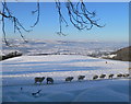 Sheep at Rhesgoed, Llanbedr