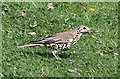 Mistle Thrush, Hailey Park - Llandaff North