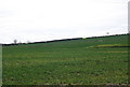 A field of young oil seed rape on the slopes of the Teise valley.