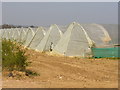 Polytunnels at Tuesley Farm