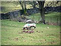 SD6888 : Sheep at Helmside by Maigheach-gheal