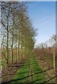 Shelterbelt in the hop fields