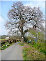 Oak tree by Twyn Road