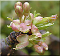 Emerging Cherry Blossom, Barton Upon Humber