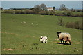 Sheep near Hollingwood Farm