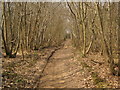 Footpath in Shearnfold Wood