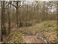 Footpath and track in Shearnfold Wood