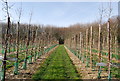 Orchards, Hononton Farm (2)