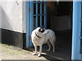 Studio Dog - St Ives