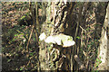 Fungus in Gaer Fawr Wood