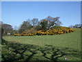 Gorse and copse in Glan Conwy