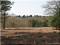 Looking west through clearing in Campfield Rough