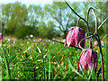 SU0994 : Yet more snake's head fritillaries, North Meadow NNR, Cricklade by Brian Robert Marshall