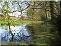 Shallow pool beside Bedford Gorse