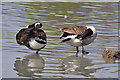 Preening Canada Geese - Cosmeston Lakes