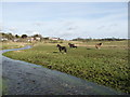 Boscombe - The River Bourne