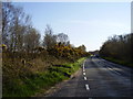 Gorse on the Honiton Road