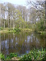 Woodland Pond, Drungewickhill