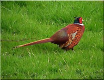 J4391 : Cock pheasant, Porg Hill (2) by Kenneth  Allen