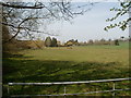 Rockbourne, horses grazing