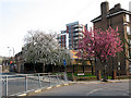 Spring blossom on Roan Street