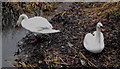 Swans at Halfpenny Bridge, Tinsley