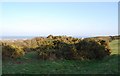 Bushes by the South Downs Way